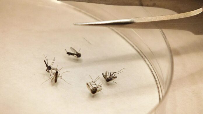 amerykanscy-urzednicy-zaniepokojeni-znalezieniem-przypadkow-malarii-w-usa amerykanscy-urzednicy-zaniepokojeni-znalezieniem-przypadkow-malarii-w-usa