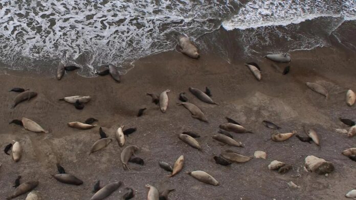 w-argentynie-na-ptasia-grype-zmarlo-2,5-tysiaca-mlodych-sloni-morskich
