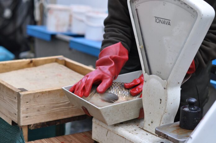 koniec-z-zywym-karpiem-w-wigilie?-nowy-rzad-zamierza-wprowadzic-zmiany