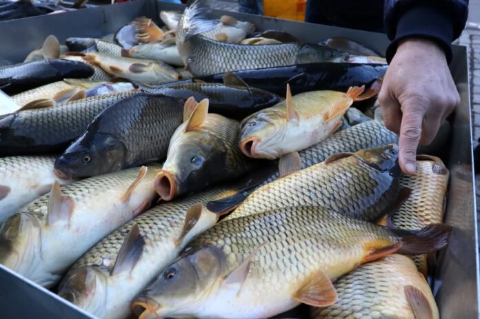 ile-kosztuje-kilogram-karpia-2023?-ile-zaplacimy-za-karpia-na-swieta