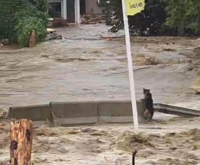 tragiczna-historia-psa-z-glucholaz:-bohaterska-akcja-ratunkowa-i-wzywajaca-lekcja