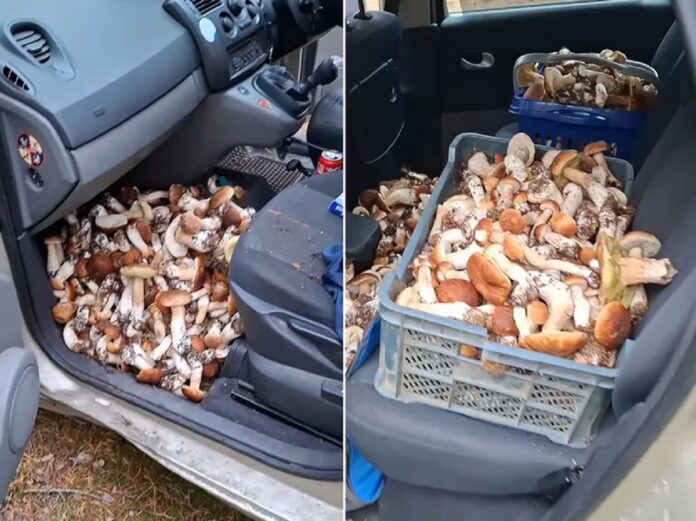 chinski-suv-na-polskim-rynku:-czy-warto-zwrocic-uwage?