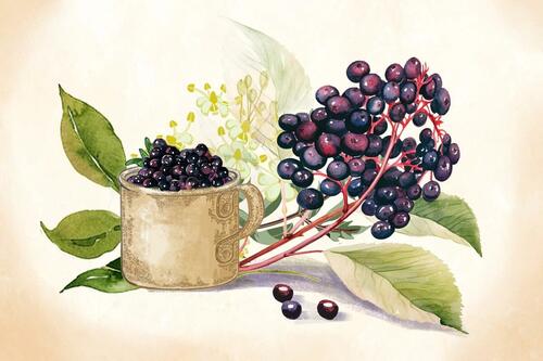 elderberry:-the-immunity-defender-that-helps-you-fight-cold-and-flu elderberry:-the-immunity-defender-that-helps-you-fight-cold-and-flu