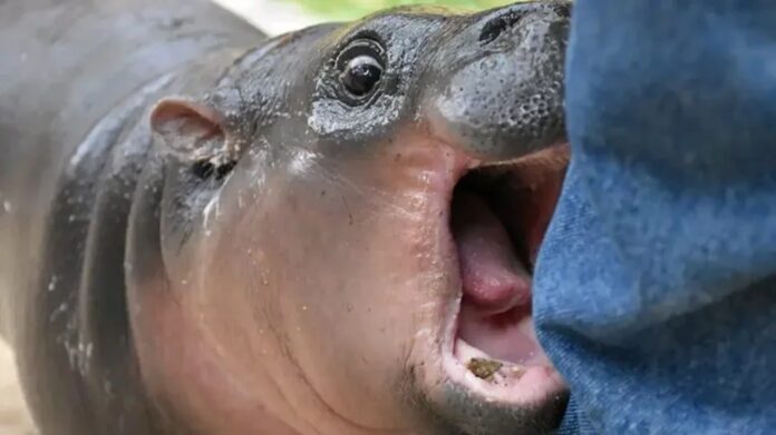 siec-spolecznosciowa-x-oglosila-najlepszy-mem-2024-roku