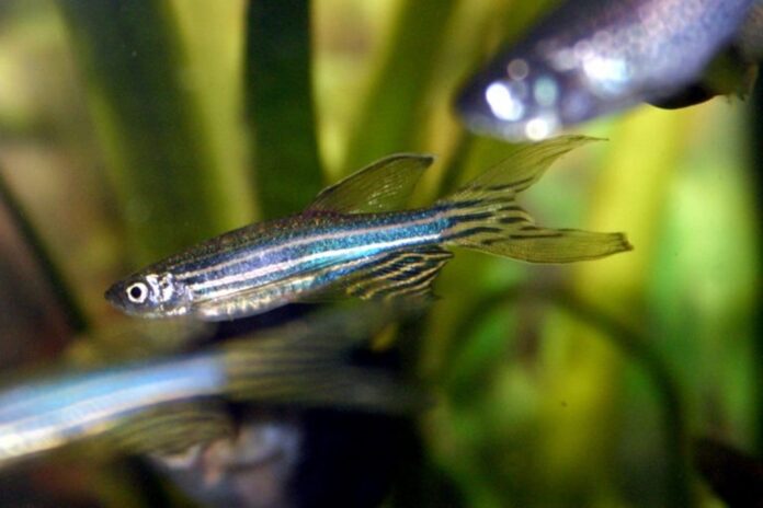 bialko-z-popularnej-rybki-akwariowej-moze-obudzic-geny-naprawcze-serca