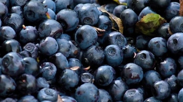 skazone-borowki-trafily-do-polski.-uwazaj-bedac-w-sklepie skazone-borowki-trafily-do-polski.-uwazaj-bedac-w-sklepie