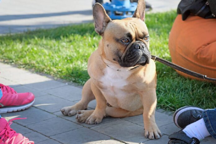 podatek-od-zwierzat-domowych-w-polsce?-nawet-kilkaset-zlotych-za-posiadanie-psa-lub-kota