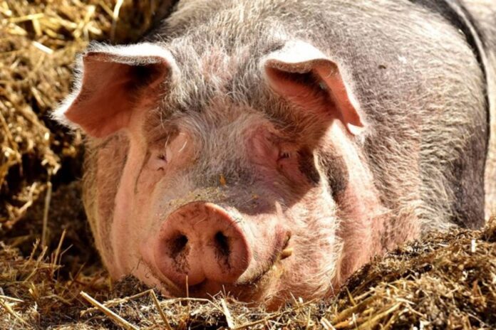 czy-epidemia-pryszczycy-na-wegrzech-to-efekt-celowego-ataku?-rzad-ujawnia-szokujace-podejrzenia