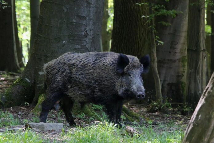 mandat-500-zl-za-karmienie-dzikow-w-miescie.-straz-lesna-apeluje-o-rozsadek
