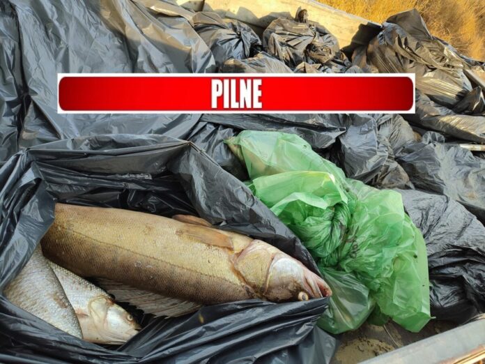 tysiace-martwych-ryb-w-odrze-i-kanale-gliwickim.-eksperci-ostrzegaja:-to-nie-zlota-alga tysiace-martwych-ryb-w-odrze-i-kanale-gliwickim.-eksperci-ostrzegaja:-to-nie-zlota-alga