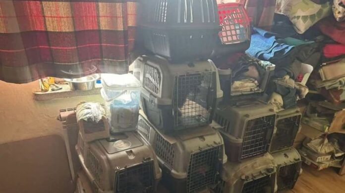 koszmarne-warunki-w-pseudohodowli-psow!-wlasciciel-z-ukrainy-zaatakowal-policjantow