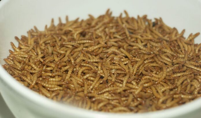 dunska-fabryka-owadow-w-kryzysie.-plan-von-der-leyen-karmienia-europejczykow-robalami-nie-wypalil