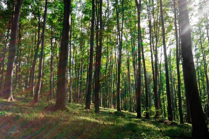 kryzys-w-polskich-lasach-sie-poglebia.-eksperci-ostrzegaja-przed-katastrofa
