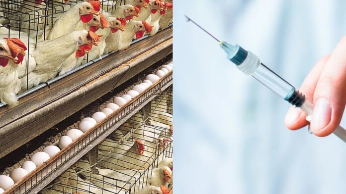 przypadkowo-zaszczepila-sie-srodkiem-dla-kur.-wypadek-w-warminsko-mazurskim