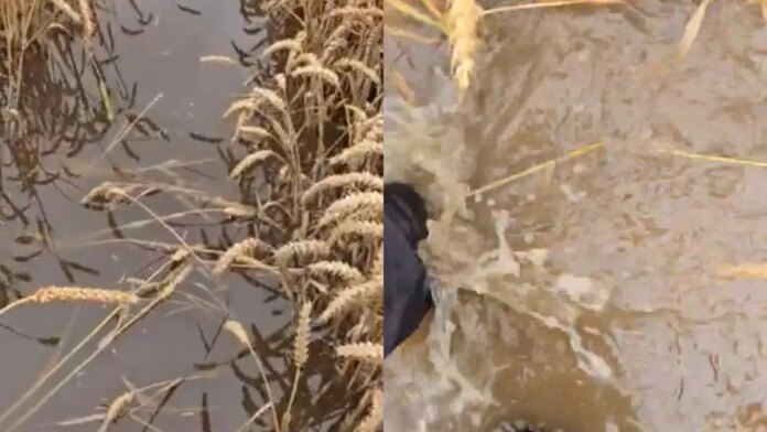 rolnicy-zalamani.-pogoda-jest-dla-nich-bezlitosna