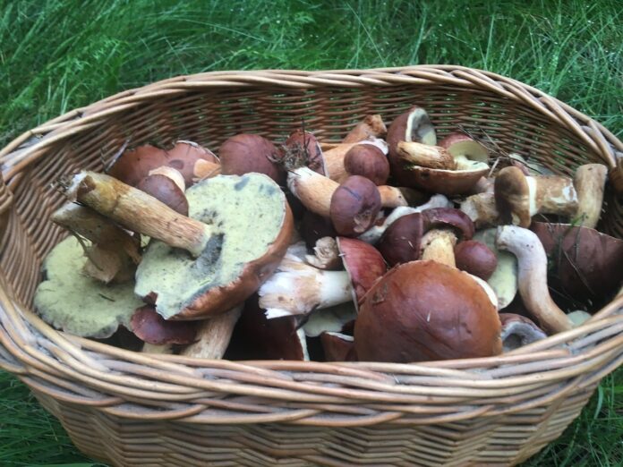 lesnicy-potwierdzaja:-ruszyl-wysyp-tych-grzybow!-rekordzista-znalazl-okaz-2-kg.