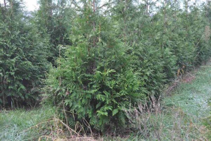 tuje-masowo-brazowieja-w-ogrodach.-to-nie-susza,-a-grozna-choroba!-dzialaj-natychmiast