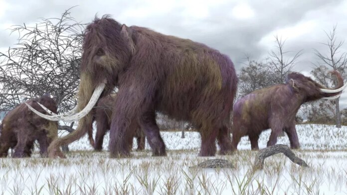 naukowcy-chca-przywrocic-mamuta-do-zycia.-sa-juz-pierwsze-eksperymenty