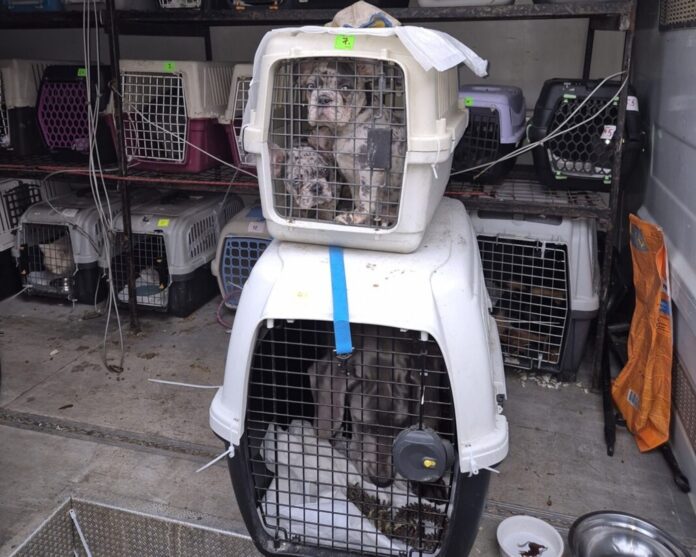 obowiazkowe-chipowanie-psow-i-kotow:-kropik-wprowadza-nowe-oplaty.-sprawdz,-ile-zaplacisz! obowiazkowe-chipowanie-psow-i-kotow:-kropik-wprowadza-nowe-oplaty.-sprawdz,-ile-zaplacisz!