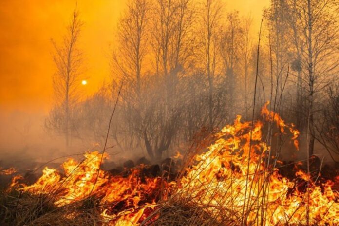 portugalia-wzywa-na-pomoc-ue-pozary-wymykaja-sie-spod-kontroli,-brakuje-sprzetu.