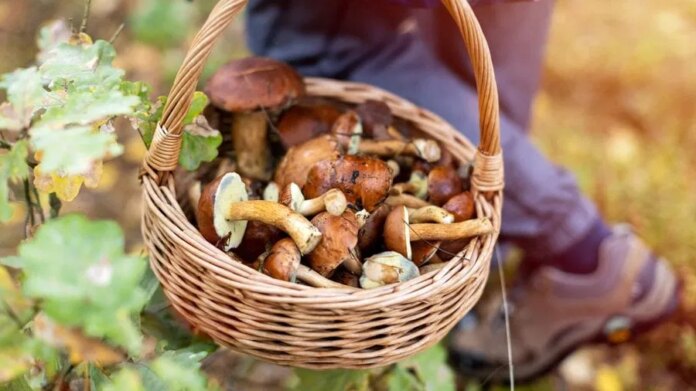 mozna-dostac-mandat-za-zbieranie-grzybow.-nawet-kilka-tysiecy-zlotych