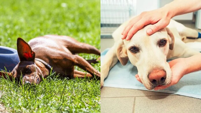 te-psy-cierpia-podczas-opalow.-rasa-z-duzymi-wadami-genetycznymi