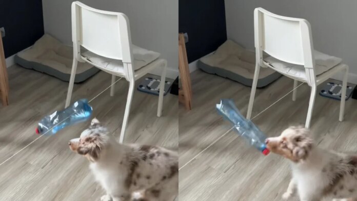 swietna-zabawa-dla-psa.-pracuje-glowa,-aby-zgarnac-smaczki