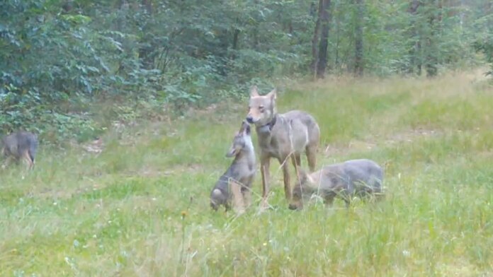 mysliwi-znow-pomylili-cel?-nagle-zniknal-bez-zadnego-sladu