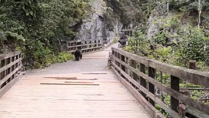 chwile-grozy-w-dolinie-koscieliskiej.-turysta-natchnal-sie-na-niedzwiedzia