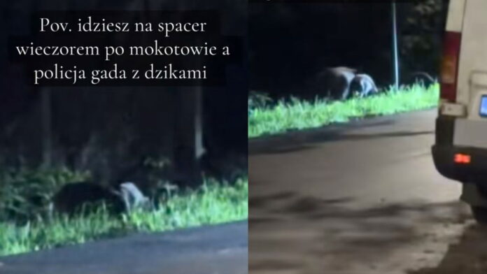 „idziesz-na-spacer,-a-policja-gada-z-dzikami”.-nietypowa-sytuacja-w-warszawie