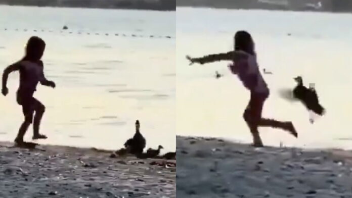 dzieci-ganialy-kaczke.-role-szybko-sie-odwrocily