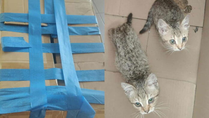 bezdomny-ocalil-dwa-kotki.-dostal-mieszkanie-i-prace