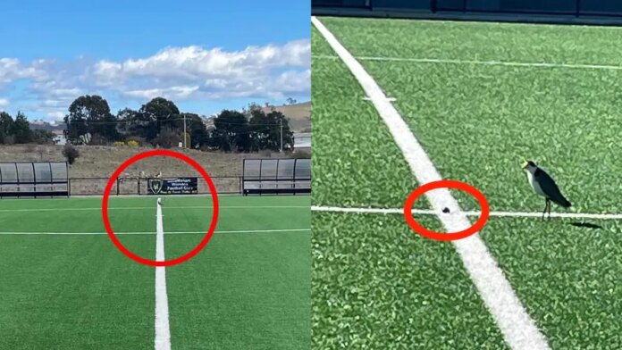 ptak-zniosl-jajko-na-stadionie,-wiec-zamknieto-go-na-miesiac